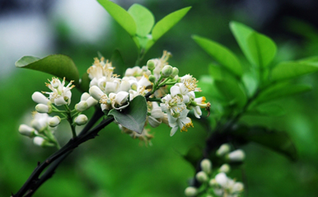 Pomelo’s passionate perfume in outskirts